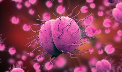 Neisseria_gonorrhoeae